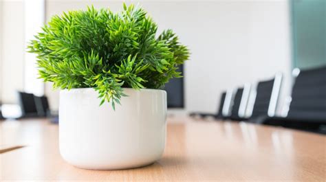 30 Office Desk Plants To Brighten Your Small Business Small Business