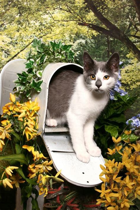 17 Best Images About Cats N Mailboxes On Pinterest