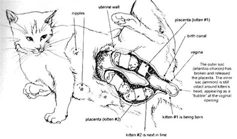 Cat Giving Birth Image From The Cat Owner S Home Veterinary Handbook Cats Pregnant Cat