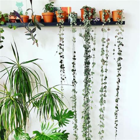 1084 Likes 13 Comments House Plant Club Houseplantclub On