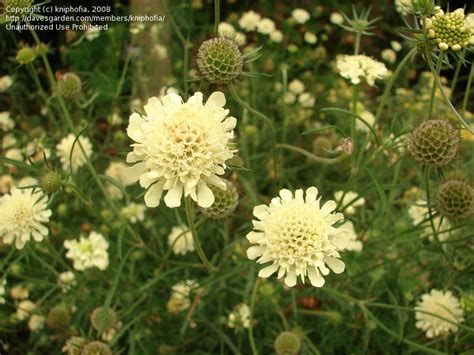 Plantfiles Pictures Scabiosa Species Cream Pincushion Flower Cream