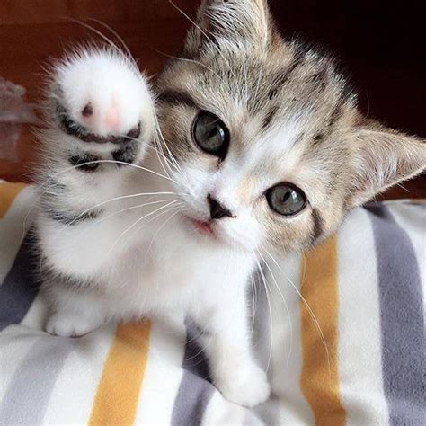 Super Cute Kitten Aww