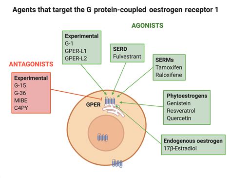 G Protein‐coupled Estrogen Receptor 1 A Novel Target To Treat Cardiovascular Disease In A Sex