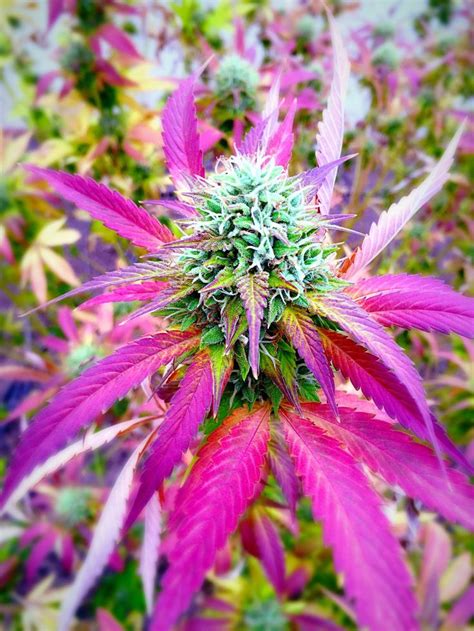 How To Grow Purple Or Pink Cannabis Buds Growing Cannabis Plant
