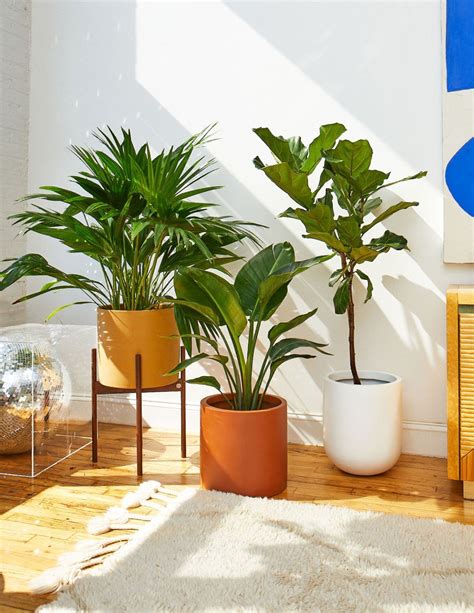 Floor Plants And Large Indoor Plants Delivered To You The Sill