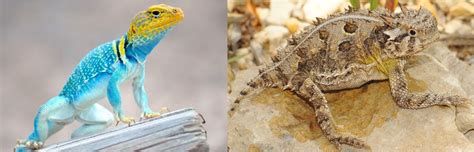 15 Types Of Lizards Found In Oklahoma Id Guide Bird Watching Hq