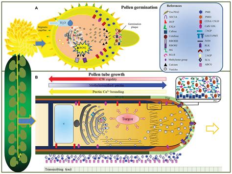 We did not find results for: Frontiers | A Complex Journey: Cell Wall Remodeling ...