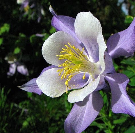 Colorado State Flower Colorado Colorado Sands Flickr