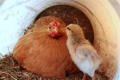 Mother Hen And Chick Free Stock Photo Public Domain Pictures