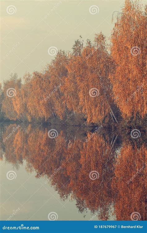 Birch Trees In Autumn Reflect In The Water Stock Image Image Of Cloud