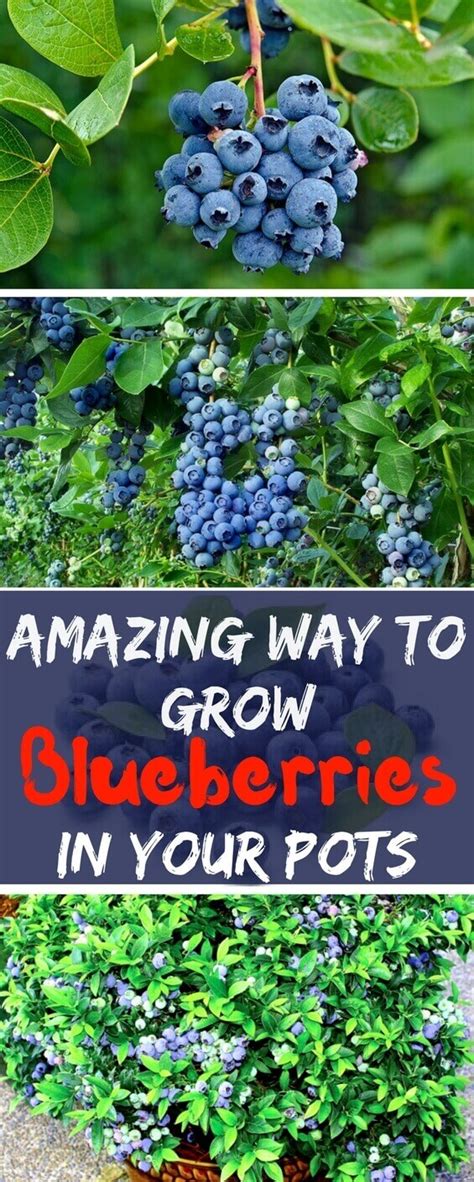 Amazing Way To Grow Blueberries In Your Pots Home Gardeners