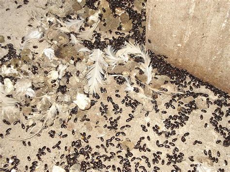Litter Beetle Refining Traditional Methods To Combat A Persistent Pest