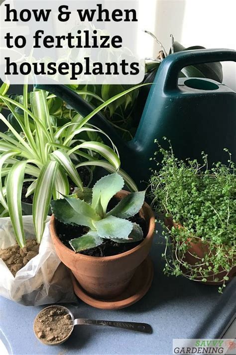 The best fertilizers for your vegetable gardens. Houseplant Fertilizer Basics: How and When to Feed ...