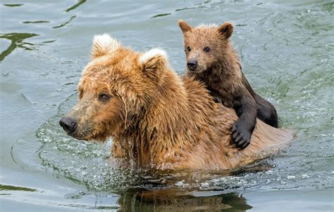 Wallpaper Water Bears Bathing Bear Bear Grizzly Images For Desktop
