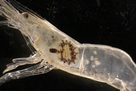 Disease Detectives Parasite Hunting Underwater Natural History