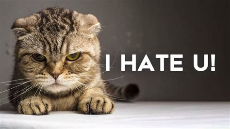 15 Signs Your Cat Hates You Youtube