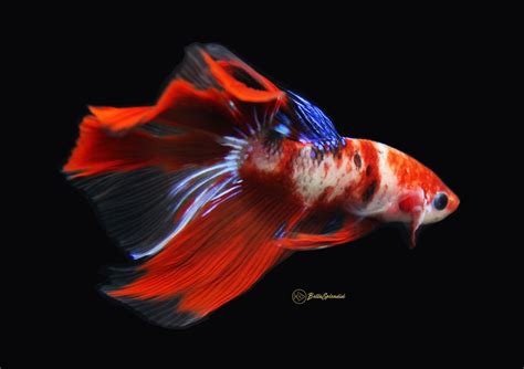 Free Photo Red Koi Fish Fish Japanese Koi Free Download Jooinn