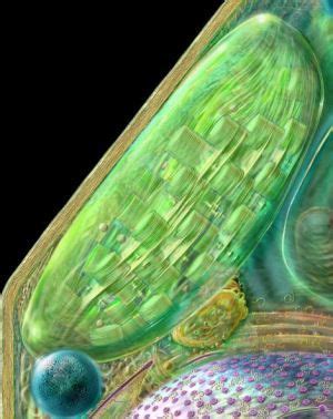 They are small because they lack a nucleus. plant cell section, showing nucleus, chloroplast and ...