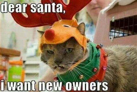 18 Christmas Memes To Make Your Holiday Funnier Cute Cats Funny Cats