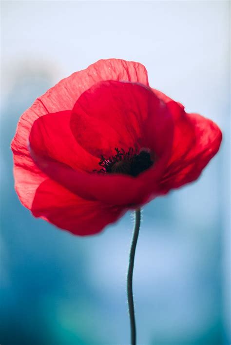 Tattoo coquelicot rouge et sa tige dans le bouquet magistral de coquelicots rouges sur l'épaule et le bras. Poppy original | Photo coquelicot, Coquelicots rouges ...