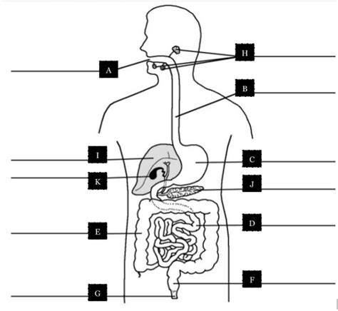 Unit 2 Digestive System Diagram Diagram Quizlet