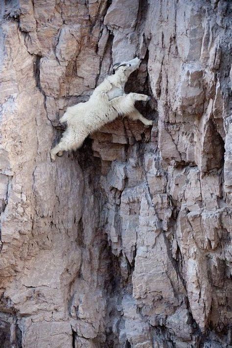 Pin By Mikael Lith On Animals Nature Animals Mountain Goat Goats