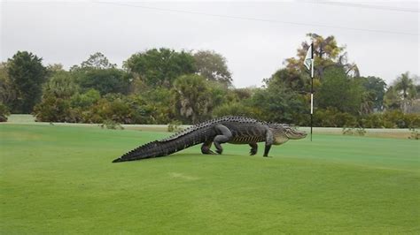 goliath is back massive alligator once again spotted roaming florida golf course abc7 chicago