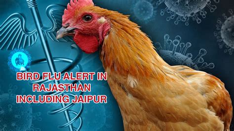 Bird Flu Alert In Rajasthan Including Jaipur Jaipur Stuff