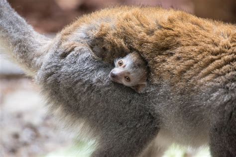 Endangered Crown Lemur Born At Lincoln Park Zoo Animal