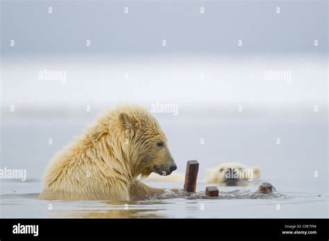Polar Bear Ursus Maritimus Cubs Playing With A Wooden Chair At