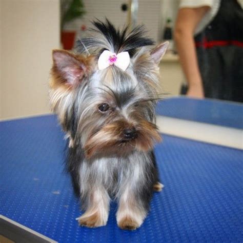 While there is nothing wrong with a solid rotation of straight, curls, top knots and ponytails, a styled cut can drastically improve your hair game. haircuts for males and females (60 + pictures) | Yorkie ...