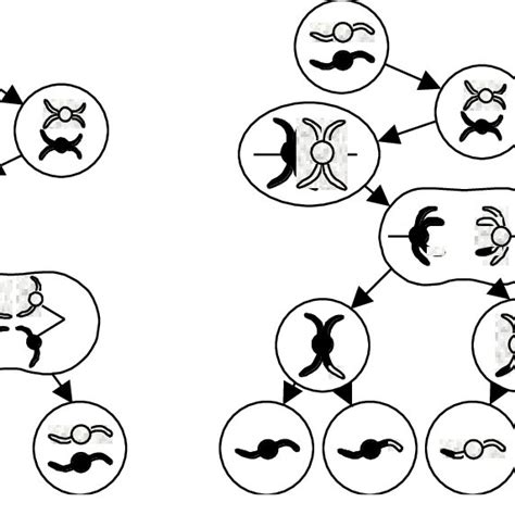 Diagram Of Mitosis And Meiosis Download Scientific Diagram