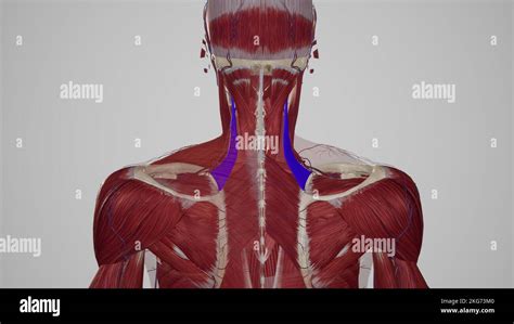 Musculus levator scapulae Fotos und Bildmaterial in hoher Auflösung