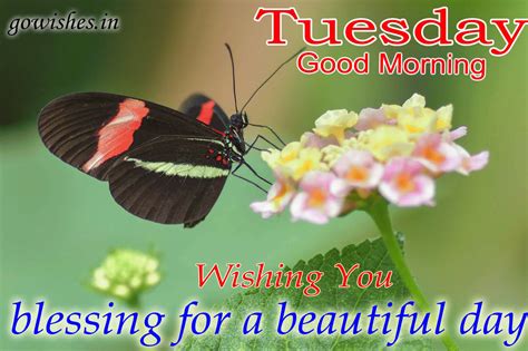 Happy Tuesday Morning  Happy Tuesday Good Morning Tuesday Images Photos  Messages Wishes