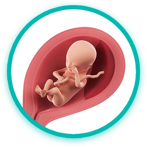 Alla diciottesima settimana di gravidanza ti comparirà una linea scura, la linea nigra. Diciottesima settimana di gravidanza - Pampers.it