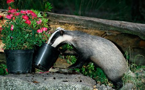 How To Deter Badgers The Telegraph