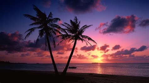 50 Palm Trees Sunset Wallpapers Hd High Quality Download