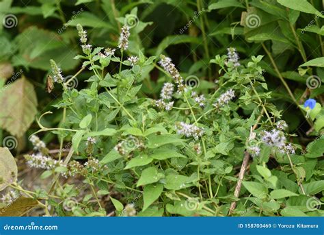 Japanese Peppermint Flowers Stock Image Image Of Health Medicinal