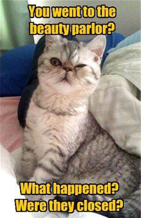 Funny animal quotes funny animals animal sayings dog heaven what dogs animal antics raining cats and dogs chihuahua love dog houses. Funny Animal Pictures Of The Day - 23 Pics