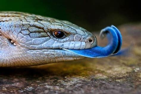 Blue Tongue Skink Facts Anatomy Diet Habitat Range Animals Time