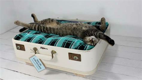Se hai ancora due menti cuccia gatto e stai pensando di scegliere un prodotto simile, aliexpress è un e se sei nuovo su aliexpress, ti faremo conoscere un segreto. Cuccia fai-da-te: 7 idee per costruire una cuccia per cani ...