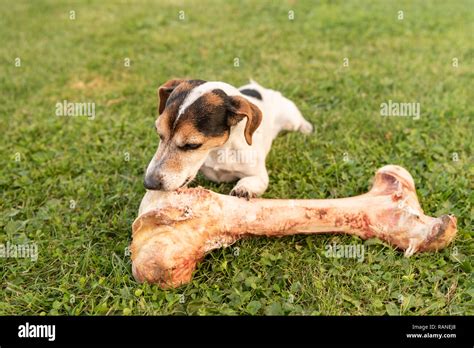 Little Cute Dog Eats A Huge Bone With Meat And Chew Jack Russell