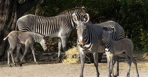 Photos Zoo Miami Welcomes Births Of Endangered Zebras