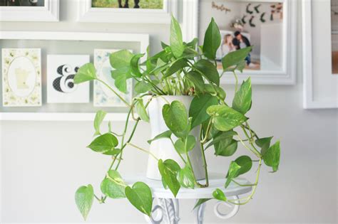 How To Grow Care And Propagate A Pothos Plant And Video Paisley Plants