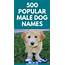 500 Popular Male Dog Names  Puppy Leaks