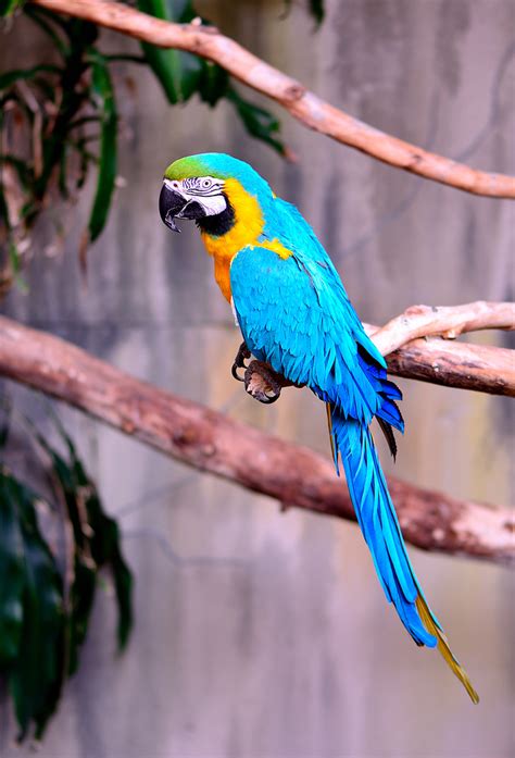 Free Photo Macaw Parrot Exotic Bird Blue And Gold Macaw Nature