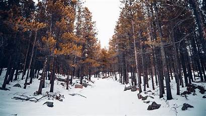 Winter Snow Forest Nature Trees 1080p Fhd