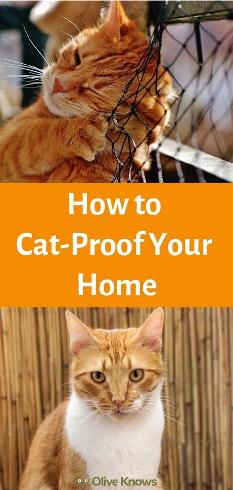 How To Cat Proof Your Home Oliveknows How To Cat Cat Proofing Cats