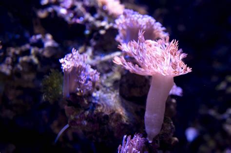 Polypen Von Rosafarbenen Korallen Kostenloses Foto Auf Ccnullde
