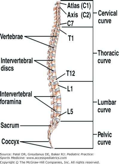 Thoracolumbar Spine Injuries Musculoskeletal Key